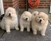 Puppies for sale Netherlands, Maastricht Chow Chow