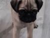 Puppies for sale Greece, Patra Pug