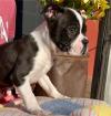 Puppies for sale Ireland, Mullingar Boston Terrier