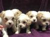 Puppies for sale Greece, Piraeus , cavachon