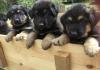 Puppies for sale Malta, Valletta German Shepherd Dog