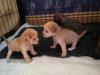 Puppies for sale Germany, Dessau Chinese crested dog