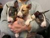 Puppies for sale Sweden, Stockholm Bull Terrier