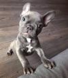Puppies for sale United Kingdom, Harlow French Bulldog