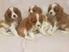 Puppies for sale Czech Republic, Bratislava King Charles Spaniel