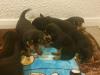 Puppies for sale Sweden, Stockholm Rottweiler