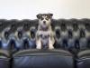 Puppies for sale Germany, Dortmund , pomsky