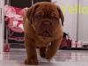 Puppies for sale France, Paris , Dogue De Bordeaux 