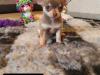 Puppies for sale Slovakia, Bratislava Chihuahua