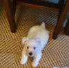 Puppies for sale Hungary, Budapest West Highland White Terrier