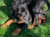 Puppies for sale Czech Republic, Brno Doberman