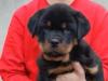 Puppies for sale Latvia, Riga Rottweiler