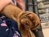 Puppies for sale Czech Republic, Prague , Dogue De Bordeaux
