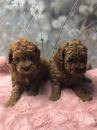 Puppies for sale Malta, Valletta Toy-poodle