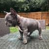 Puppies for sale United Kingdom, Edinburgh French Bulldog