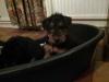 Puppies for sale Sweden, Stockholm Welsh Terrier