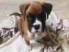 Puppies for sale Netherlands, Rotterdam Boxer
