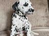 Puppies for sale Czech Republic, Brno Dalmatian
