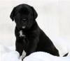 Puppies for sale Germany, Cologne Other breed, Cane Corso
