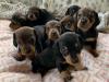 Puppies for sale Sweden, Stockholm Dachshund