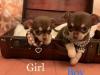 Puppies for sale Poland, Warsaw Chihuahua