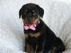 Puppies for sale Germany, Bremen Rottweiler