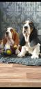Puppies for sale Netherlands, Eindhoven Basset Hound