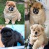 Puppies for sale Cyprus, Nicosia Chow Chow