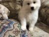 Puppies for sale Malta, Valletta Samoyed dog (Samoyed)