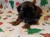 Puppies for sale Greece, Athens Shih Tzu