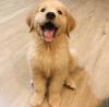 Puppies for sale Germany, Bremen Golden Retriever