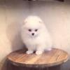 Puppies for sale United Kingdom, Esek Pomeranian Spitz