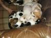 Puppies for sale Lithuania, Vilnius Beagle