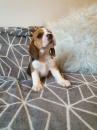 Puppies for sale United Kingdom, Grimsby Beagle