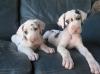 Puppies for sale United Kingdom, Kilmarnock Dalmatian
