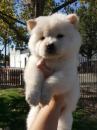 Puppies for sale United Kingdom, Kilmarnock Chow Chow