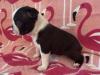 Puppies for sale Cyprus, Paphos Boston Terrier