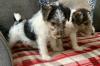 Puppies for sale Poland, Warsaw Fokxterer
