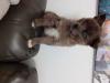 Puppies for sale Sweden, Norcheping , pomsky