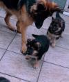 Puppies for sale Netherlands, Maastricht German Shepherd Dog