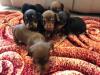 Puppies for sale Czech Republic, Prague Dachshund