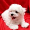 Puppies for sale Malta, Valletta Maltese