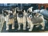 Puppies for sale Malta, Valletta Akita