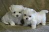 Puppies for sale Hungary, Budapest Maltese