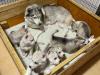 Puppies for sale Italy, Naples Haski