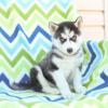 Puppies for sale Netherlands, Almere , Siberian husky