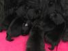 Puppies for sale Belgium, Brussels Scots setter