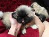 Puppies for sale Latvia, Riga Pekinese