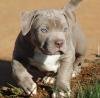 Puppies for sale Cyprus, Larnaca American Pit-Bull Terrier