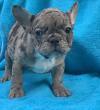 Puppies for sale Germany, Frankfurt French Bulldog
